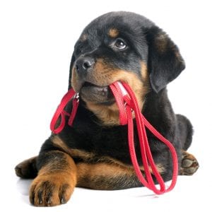 Grateful Dog