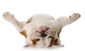 Grateful Dog