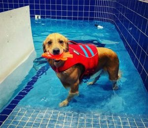 Dog Swim and Bath service at Pet Depot