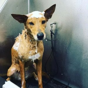 Dog Bath