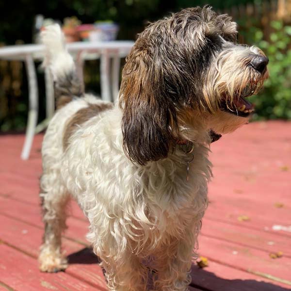 Dog Day Care by Grateful Dog