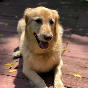 Dog Day Care during the work day
