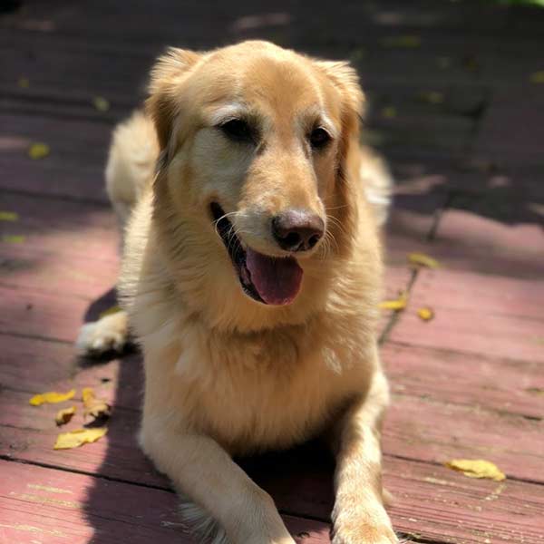 Dog Day Care during the work day