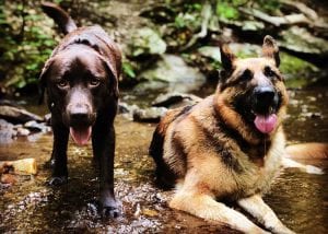 Dog Hike walk in the woods