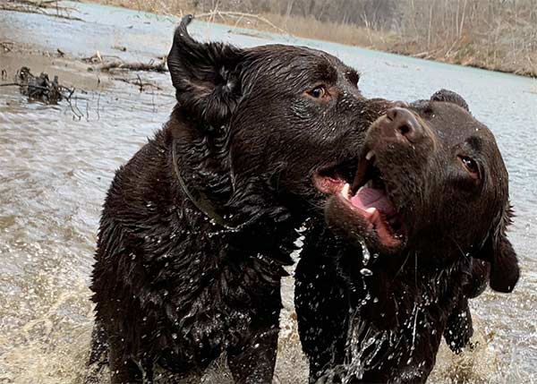 Dogs Playing on Hike