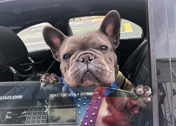 Dog in Tranport from Grateful Dog