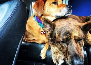 Dog Transportation