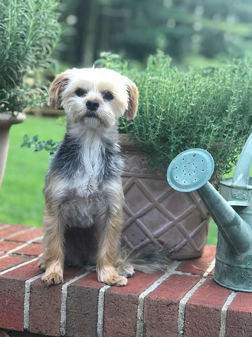 Dog Next to Watering Can