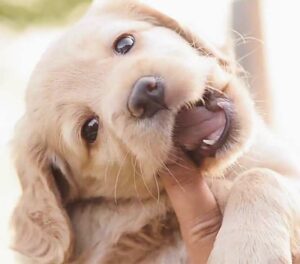 Best Dog Walker Background Image
