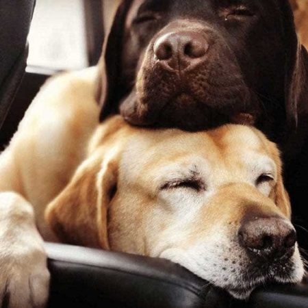 Grateful Dog - Dog Boarding